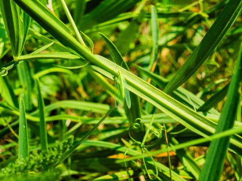 Common green lacewing in the green grass. Chrysoperla carnea close up. Flying insect isolated.