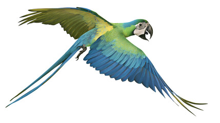 Blue and green macaw parrot flying with wings spread © Ari