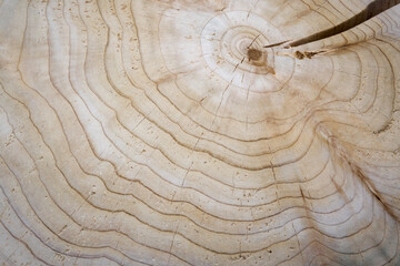 A cross-section of a tree trunk showing the annual growth rings.  © Blaszko