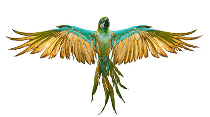 Blue and yellow macaw parrot with spread wings © Ari