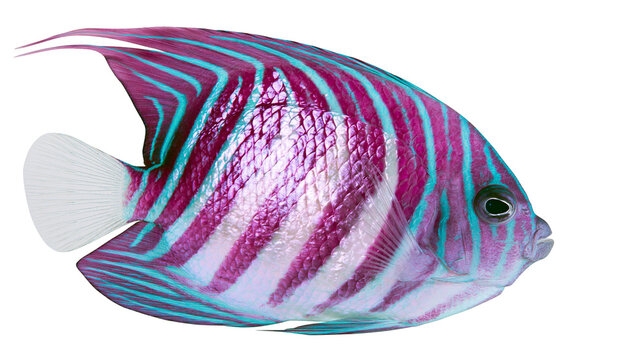 Purple and turquoise striped angelfish with white tail