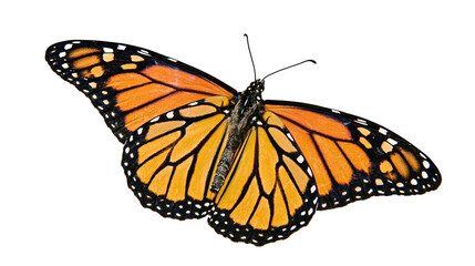 Monarch butterfly with orange and black wings spread open © Ari