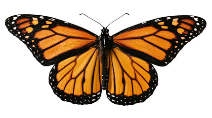 Monarch butterfly with orange and black wings spread © Ari