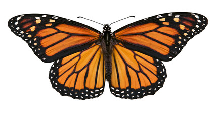 Monarch butterfly with orange black wings and white spots © Ari