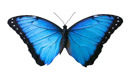 Vibrant blue morpho butterfly with black wing edges and white spots © Ari