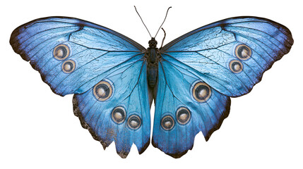 Blue Morpho Butterfly with Eye Spots © Ari