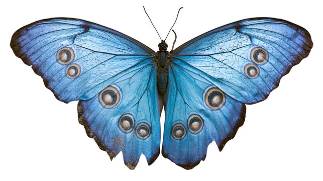 Blue Morpho Butterfly with Eye Spots