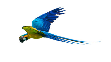 Blue and yellow macaw parrot flying with wings spread © Ari