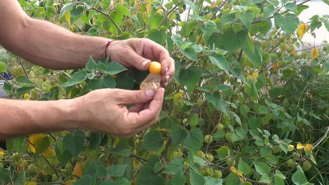Man's hands harvesting and peeling a ripe physalis fruit directly from the plant in a lush green garden
