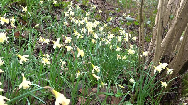 Wild yellow daffodil flowers blooming on a lush green forest floor during a sunny spring day in the woods