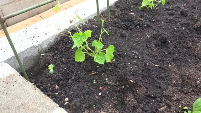 Camera tracking alongside a row of young mexican sour gherkin plants thriving in the dark, rich soil of a concrete block raised garden bed