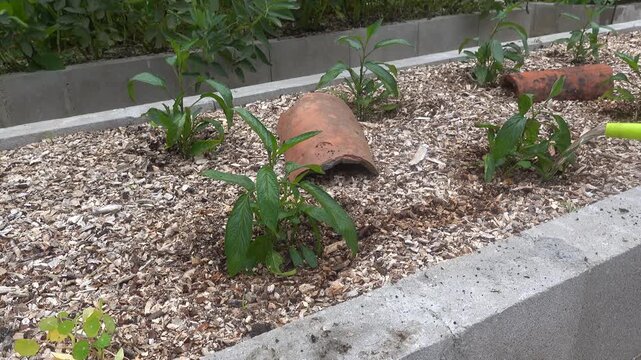Person watering young pepino melon plants with a watering can in a raised garden bed with wood chip mulch