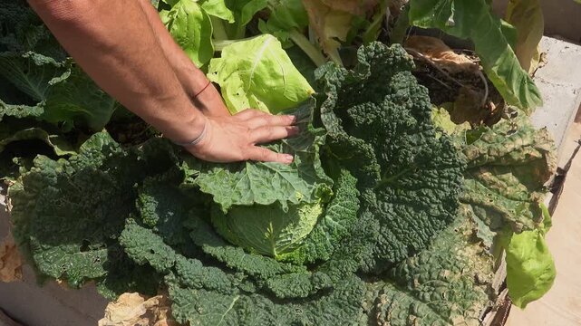 Farmer harvesting a large green savoy cabbage from a raised garden bed with a kitchen knife