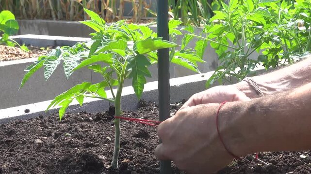 Gardener tying a young tomato plant to a support stake in an organic home garden using a red string