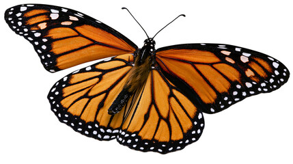 Monarch butterfly with orange black, and white wings © Ari