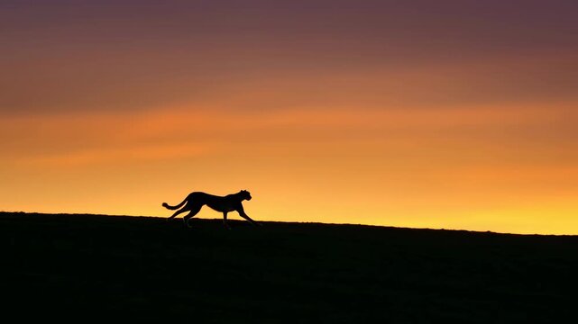 Silhouetted feline walking along grassy ridge at sunset against expansive gradient sky with backlit outline, calm wilderness mood, wide horizon, dramatic color and strong negative space