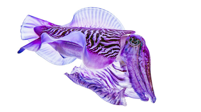 Vibrant purple cuttlefish with striped pattern swimming