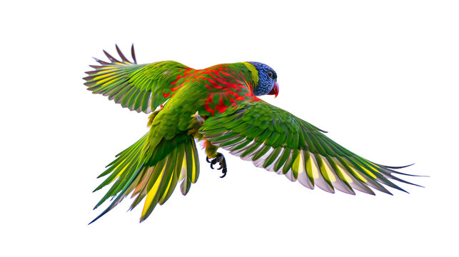 Rainbow Lorikeet parrot flying with wings spread wide
