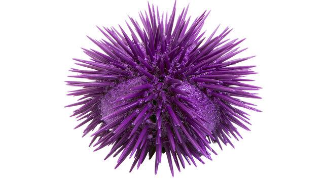Purple sea urchin with sharp spines