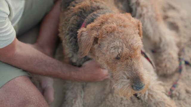 Owner petting airedale terrier dog on sandy beach