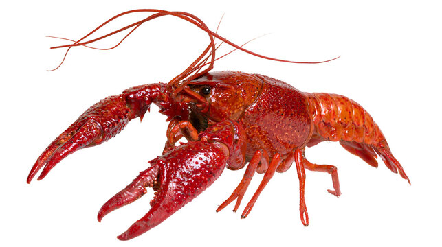 Red crawfish with large claws and long antennae