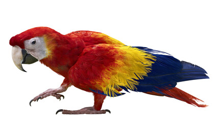 Scarlet Macaw parrot walking with red yellow, and blue feathers © Ari