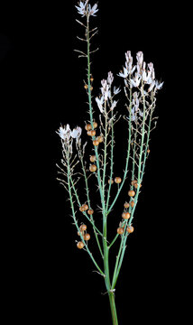 Branched asphodel asphodelus ramosus plant white flowers orange seed pods isolated black background