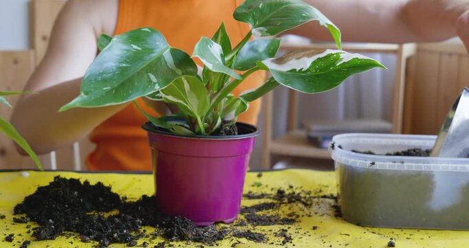 Repotting of Climbing 'Philodendron White Princess' houseplant. Indoor gardening. Hobby.	
