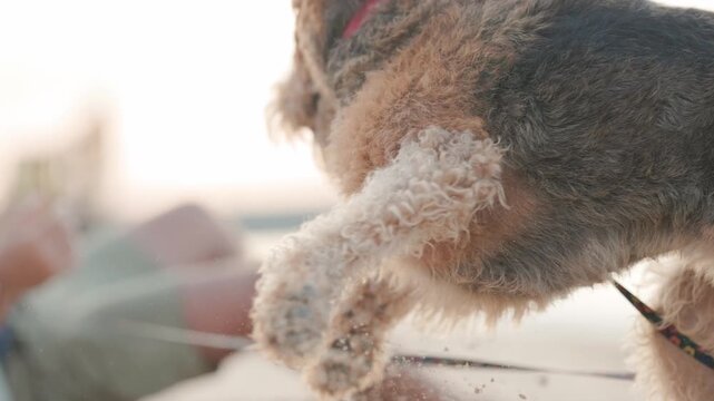 Playful airedale terrier licking man on the beach