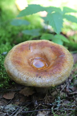 mushrooms in the forest © SuGak
