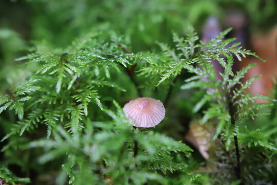 wild mushrooms in the forest