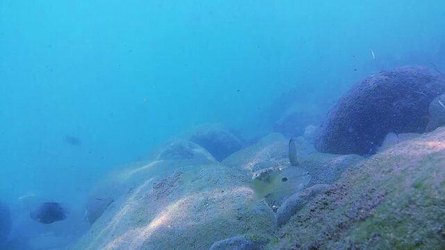 Sea, seabed, rocks, tropical fish.