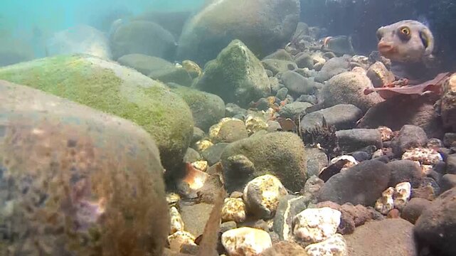unusual tropical fish, seabed, rocks