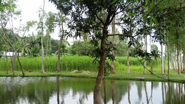 Horizontal View of Rural Bangladesh Landscape with Green Jute Field and Pond Reflections