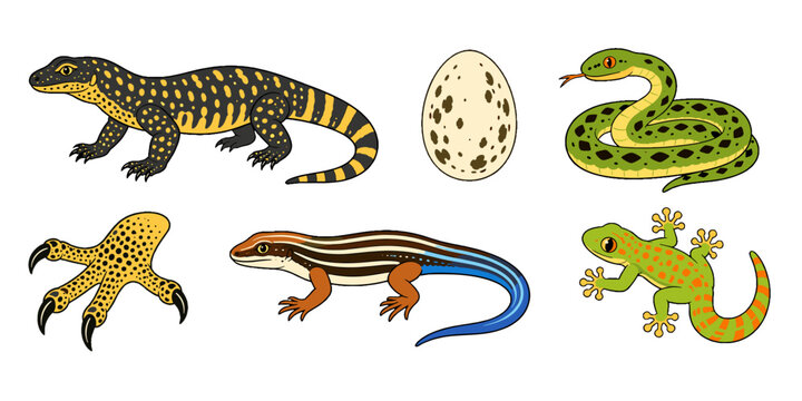 Vector set of reptile and amphibian animals with egg