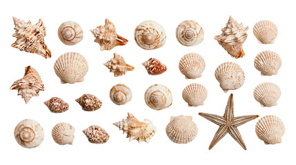 Assorted seashells and starfish collection © Thaddeus