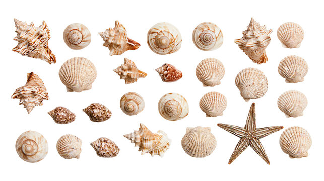 Assorted seashells and starfish collection