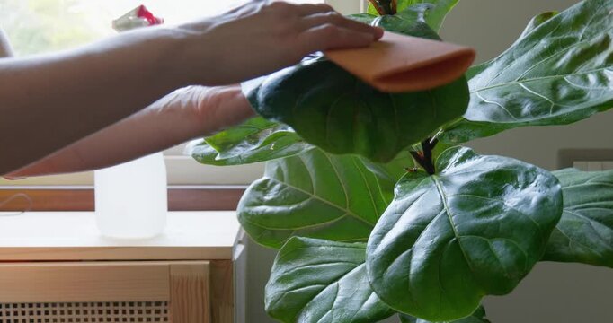 Woman caring for houseplants, cleaning the leaves of a ficus lyrata. Home gardening. Hobby.	
