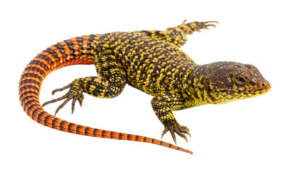 Fototapeta premium Spiny-tailed lizard with yellow and black scales and orange banded tail