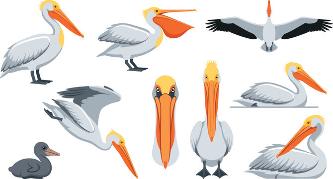 American white pelican vector graphic toolkit featuring wings spread flying positions, scoop beak throat pouch pose, dark grey chick illustration 