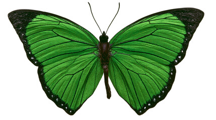 Vibrant green butterfly with black edges and intricate wing patterns © Thaddeus