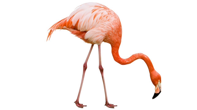 Pink flamingo bird with long legs bending down