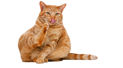 Orange tabby cat licking paw with tongue out © Thaddeus