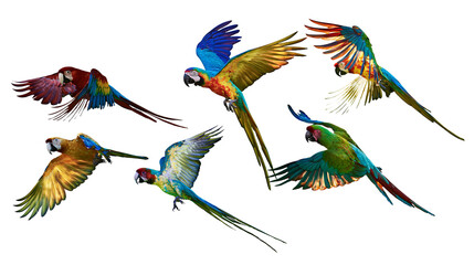 Six colorful macaws in flight, diverse species and plumage © Thaddeus