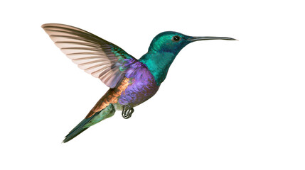 Fototapeta premium Hummingbird with iridescent green purple, and orange feathers in flight