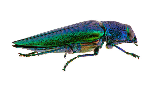 Metallic green and blue jewel beetle insect