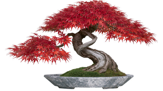 Twisted Japanese Maple Bonsai Tree with Red Leaves