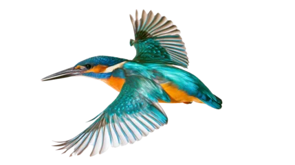 Fototapete Eisvogel Common Kingfisher bird in flight with vibrant blue and orange plumage  © Thaddeus