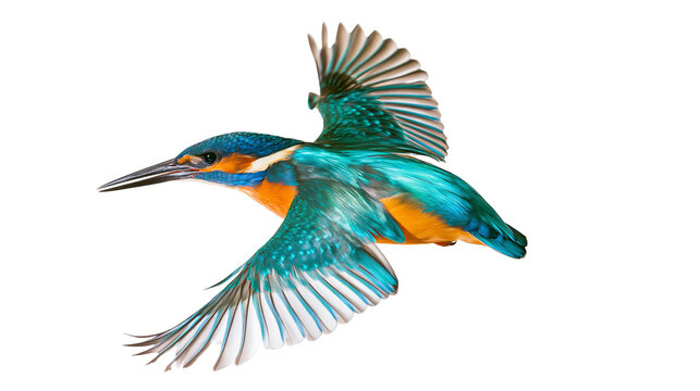 Common Kingfisher bird in flight with vibrant blue and orange plumage