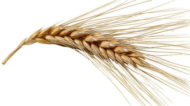 Golden ripe wheat ear with long awns